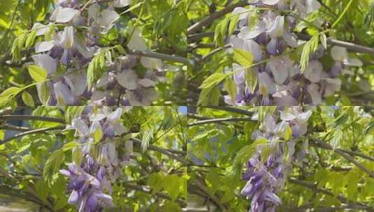 春天盛开的紫藤花花朵高清在线视频素材下载
