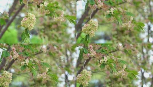 4K植物素材——绿色樱花郁金樱高清在线视频素材下载