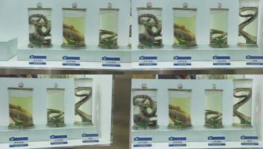h大连蛇岛自然博物馆内蛇标本高清在线视频素材下载