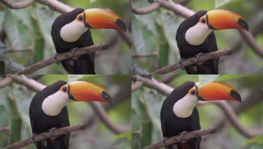 一只Ramphastos toco或巨型巨嘴鸟栖息在茂密的亚马逊地区的树枝上的慢动作镜头高清在线视频素材下载