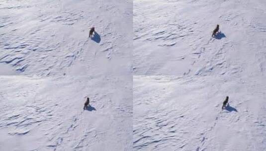 狼在雪地上奔跑高清在线视频素材下载