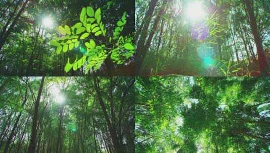 夏天阳光森林树叶绿色生机高清在线视频素材下载