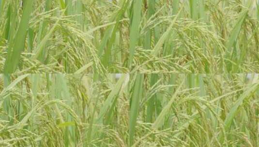 特写稻田里的水稻麦穗高清在线视频素材下载