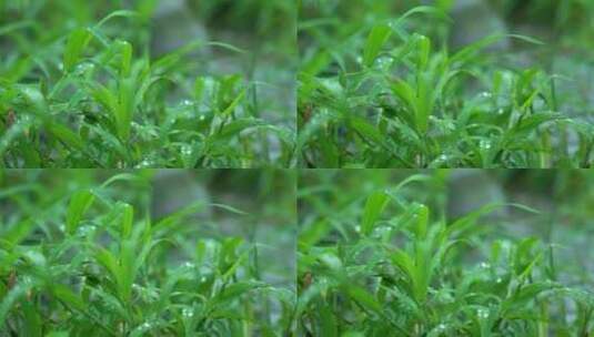 4K初夏雨天雨水拍打小草空镜实拍视频高清在线视频素材下载