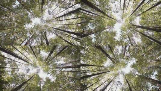 森林的美丽景色、仰拍树林高清在线视频素材下载