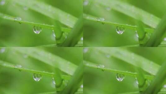 叶子上的露珠水珠雨珠特写高清在线视频素材下载