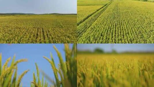 稻田 稻穗 农业高清在线视频素材下载