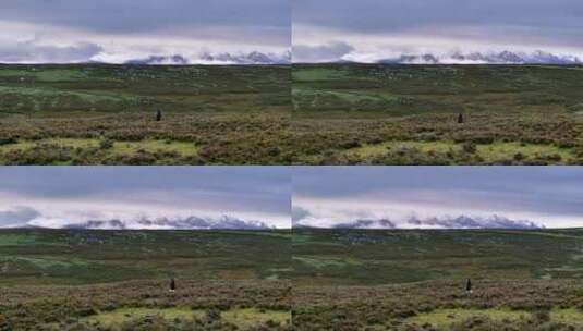 旅行者行走在广阔的草原遥望雪山高清在线视频素材下载