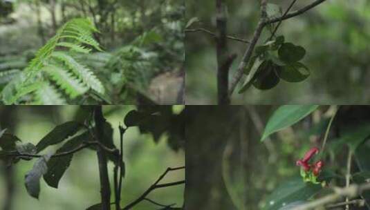 热带雨林植被4k实拍视频高清在线视频素材下载