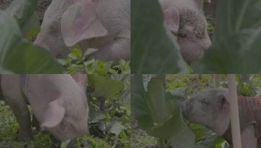 广西三江家猪进食特写视频高清在线视频素材下载