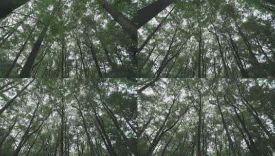 树林自然镜头向前推进高清在线视频素材下载
