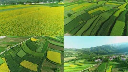 油菜花、梯田、美丽乡村、旅游大通道高清在线视频素材下载