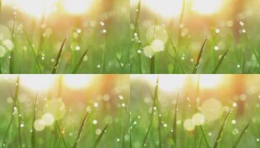 唯美草地小草露珠露水雨水自然美景视频素材高清在线视频素材下载