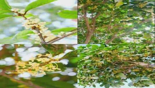 桂花 桂花特写 桂花树高清在线视频素材下载