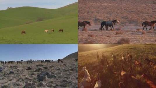 【合集】草原上的马群高清在线视频素材下载