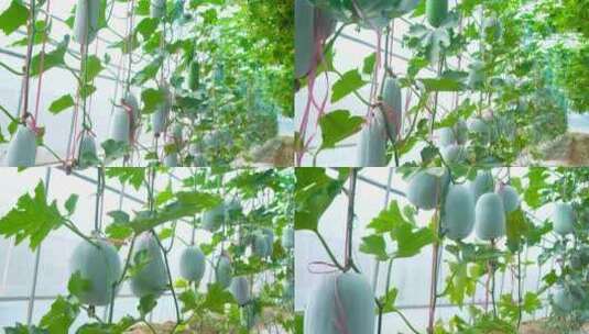 冬瓜地 蔬菜种植高清在线视频素材下载
