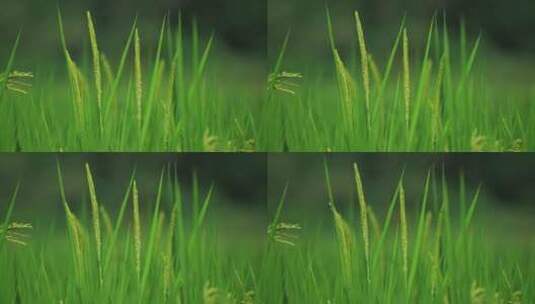 农村稻田水稻生长稻穗 绿色水稻慢镜头特写高清在线视频素材下载
