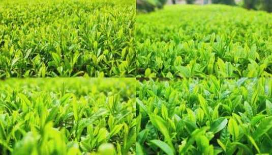 （4k合集）湖北十大名茶玉露茶种植经济绿茶高清在线视频素材下载
