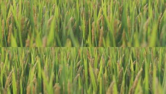 秋后成熟的水稻水稻田高清在线视频素材下载
