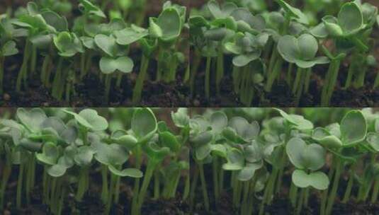种子发芽 种子破土而出 植物生长延时高清在线视频素材下载
