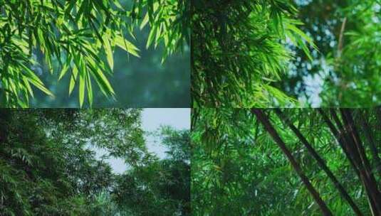 竹林竹叶风景空镜视频合集高清在线视频素材下载