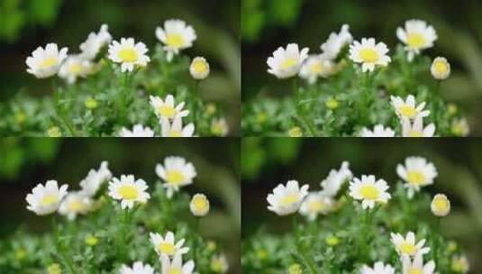 春天 细雨 小菊花 8高清在线视频素材下载