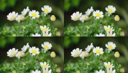 春天 细雨 小菊花 8高清在线视频素材下载