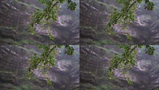 山谷里的树枝山间树林高清在线视频素材下载