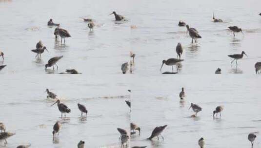 深圳湾飞行觅食的黑尾塍鹬群、鹬鸻群、鸟群高清在线视频素材下载