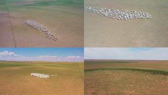 草原羊群马群航拍高清在线视频素材下载