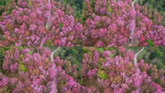 樱花春天花海高清在线视频素材下载