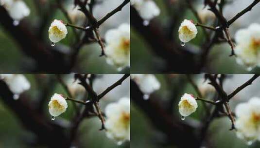 雨中梅花花朵特写,梅花花瓣上的雨滴水珠高清在线视频素材下载