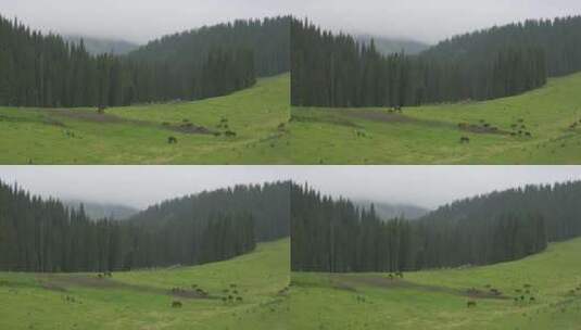 新疆伊犁恰西森林公园的马群高清在线视频素材下载