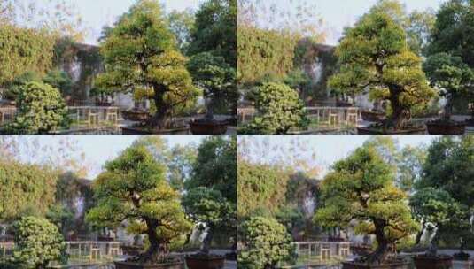 苏州园林拙政园盆景园精致盆栽园林设计高清在线视频素材下载