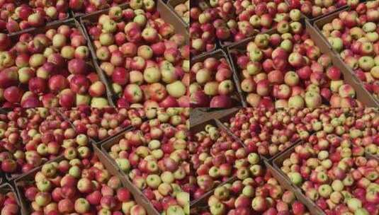 在市场上售卖的一堆堆嘎啦苹果高清在线视频素材下载