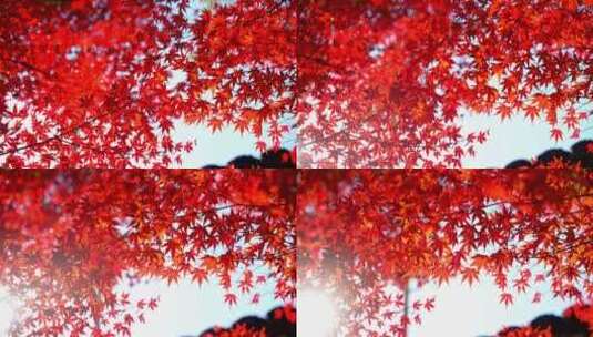 秋天枫树林红色枫叶森林树林高清在线视频素材下载