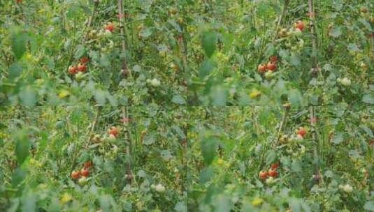 小番茄 西红柿 圣女果种植高清在线视频素材下载