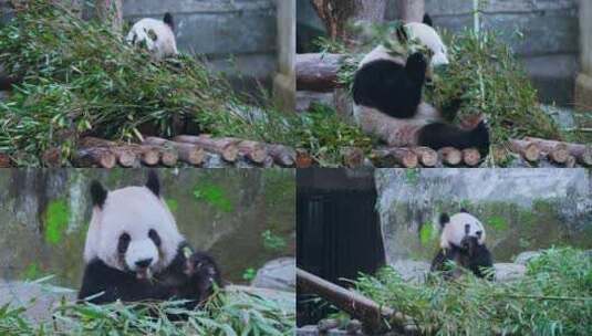 吃竹子的大熊猫视频合集高清在线视频素材下载