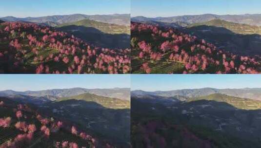 无量山樱花谷 春天最先到达的地方高清在线视频素材下载