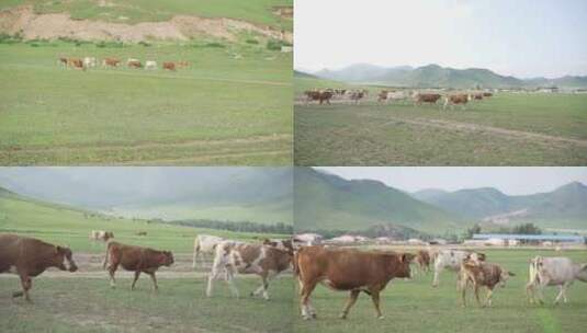 多镜草原牛群吃草空镜高清在线视频素材下载