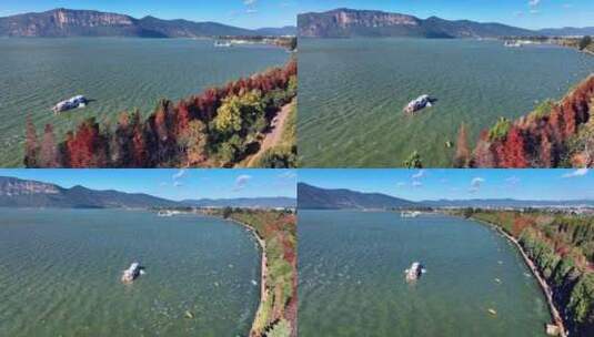 昆明海洪湿地公园海鸥落叶衫航拍高清在线视频素材下载