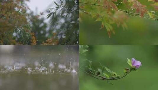 春天的雨丝  静谧美好高清在线视频素材下载