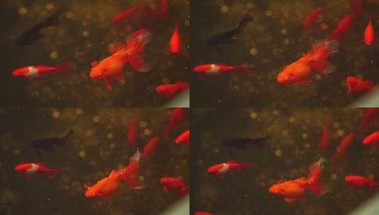游泳池中的锦鲤一群锦鲤高清在线视频素材下载