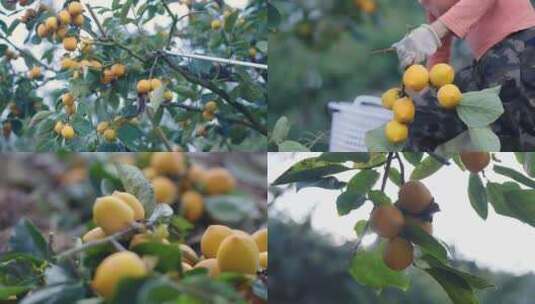 柿子园 果园采摘 农民 丰收 水果 人工高清在线视频素材下载