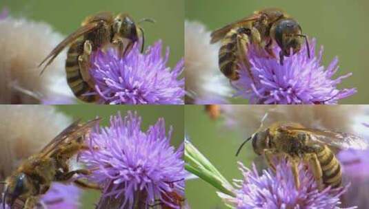 蜜蜂采蜜（1）高清在线视频素材下载