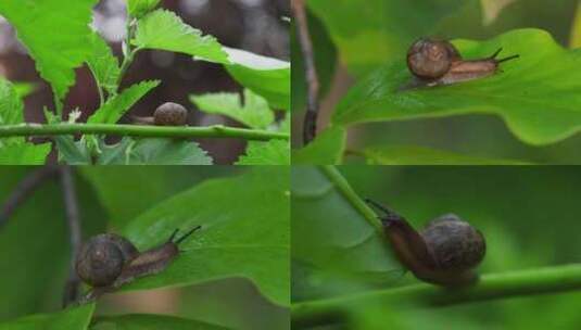 蜗牛在树林中爬行高清在线视频素材下载