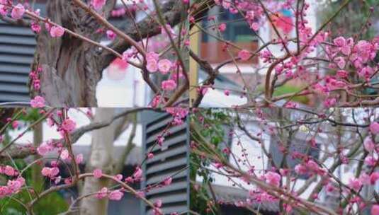 杭州植物园公园梅花花朵开花春天风景视频素高清在线视频素材下载
