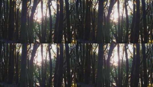 森林丛林树林光影高清在线视频素材下载