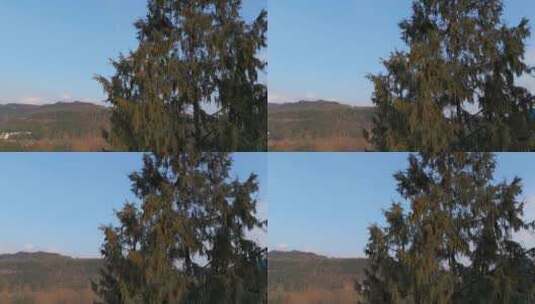 柏树树梢树顶开花高清在线视频素材下载