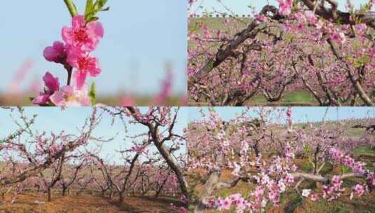 开花 花朵 春暖花开 春天桃花高清在线视频素材下载